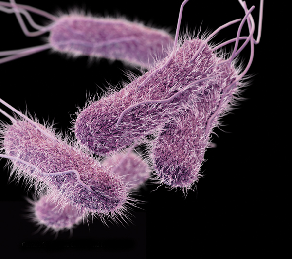 Hình ảnh minh họa bài viết: Cảnh báo về Salmonella xuất hiện trong cá ngừ đông lạnh và cá ngừ nguyên liệu từ Việt Nam