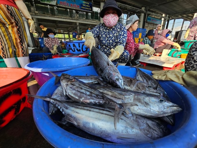 Hình ảnh minh họa bài viết: Cần sớm điều chỉnh quy định chỉ đánh bắt cá ngừ vằn từ 50cm