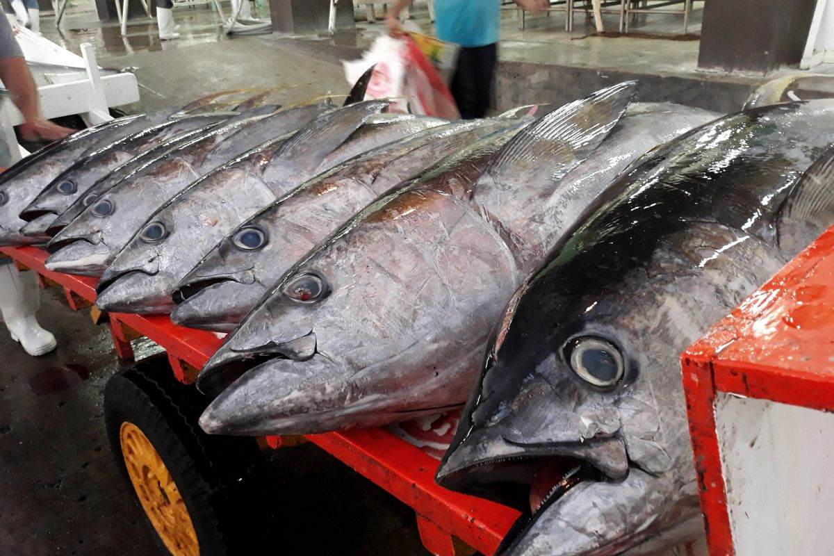 Hình ảnh minh họa bài viết: Doanh nghiệp CB&XK Cá Ngừ đang gặp nhiều khó khăn trong việc xuất khẩu, hoạt động sản xuất do gặp phải vướng mắc đối với thông tư 21/2018/TT-BNNPTNT