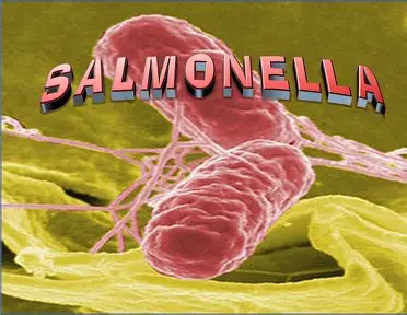 Hình ảnh minh họa bài viết: Cảnh báo về Salmonella xuất hiện trong cá ngừ đông lạnh và cá ngừ nguyên liệu từ Việt Nam