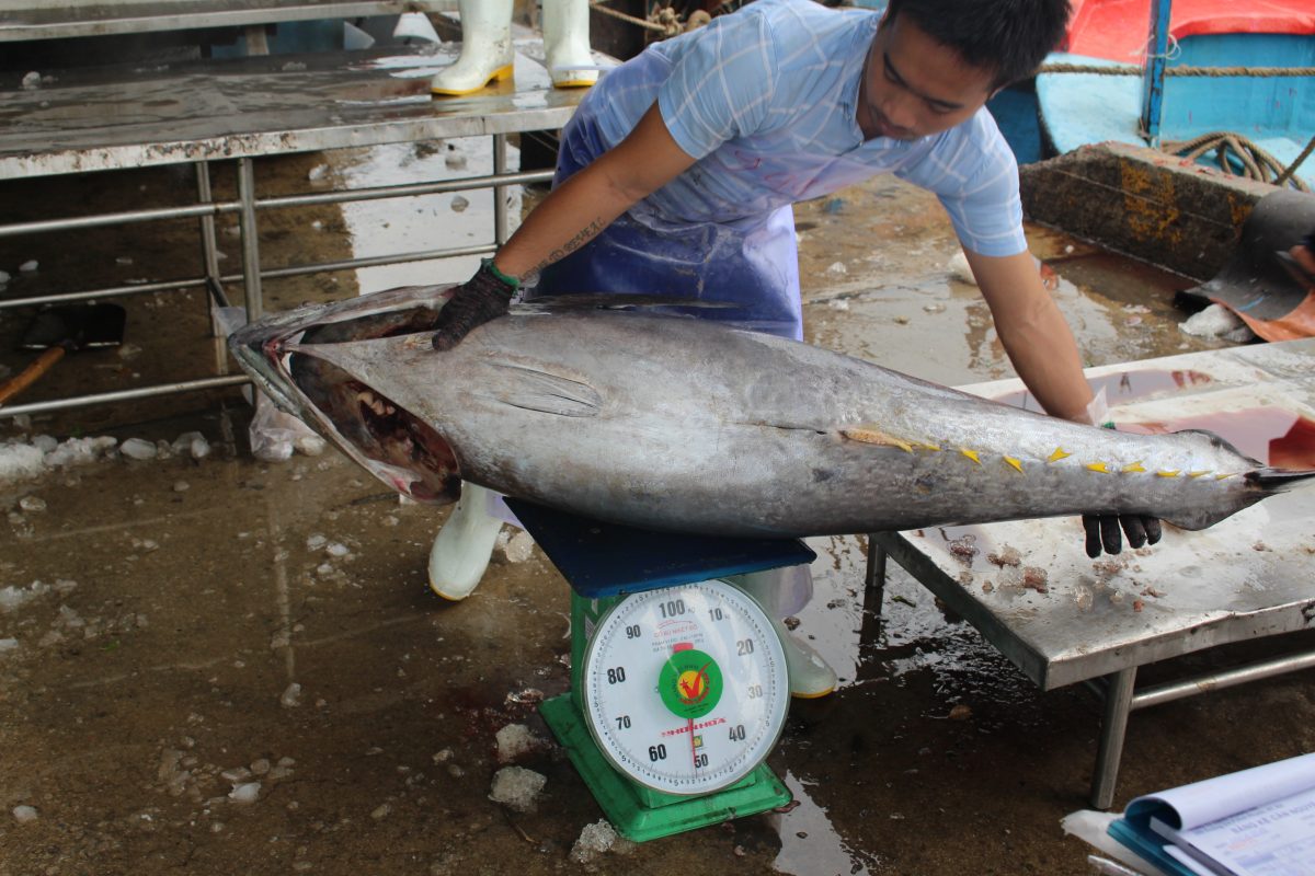 Hình ảnh minh họa bài viết: CÁC NHÀ CHẾ BIẾN THỦY SẢN CÓ THỂ THU ĐƯỢC LỢI NHUẬN TỐT HƠN BẰNG CÁCH THỰC HIỆN CÁC TIÊU CHUẨN GDST