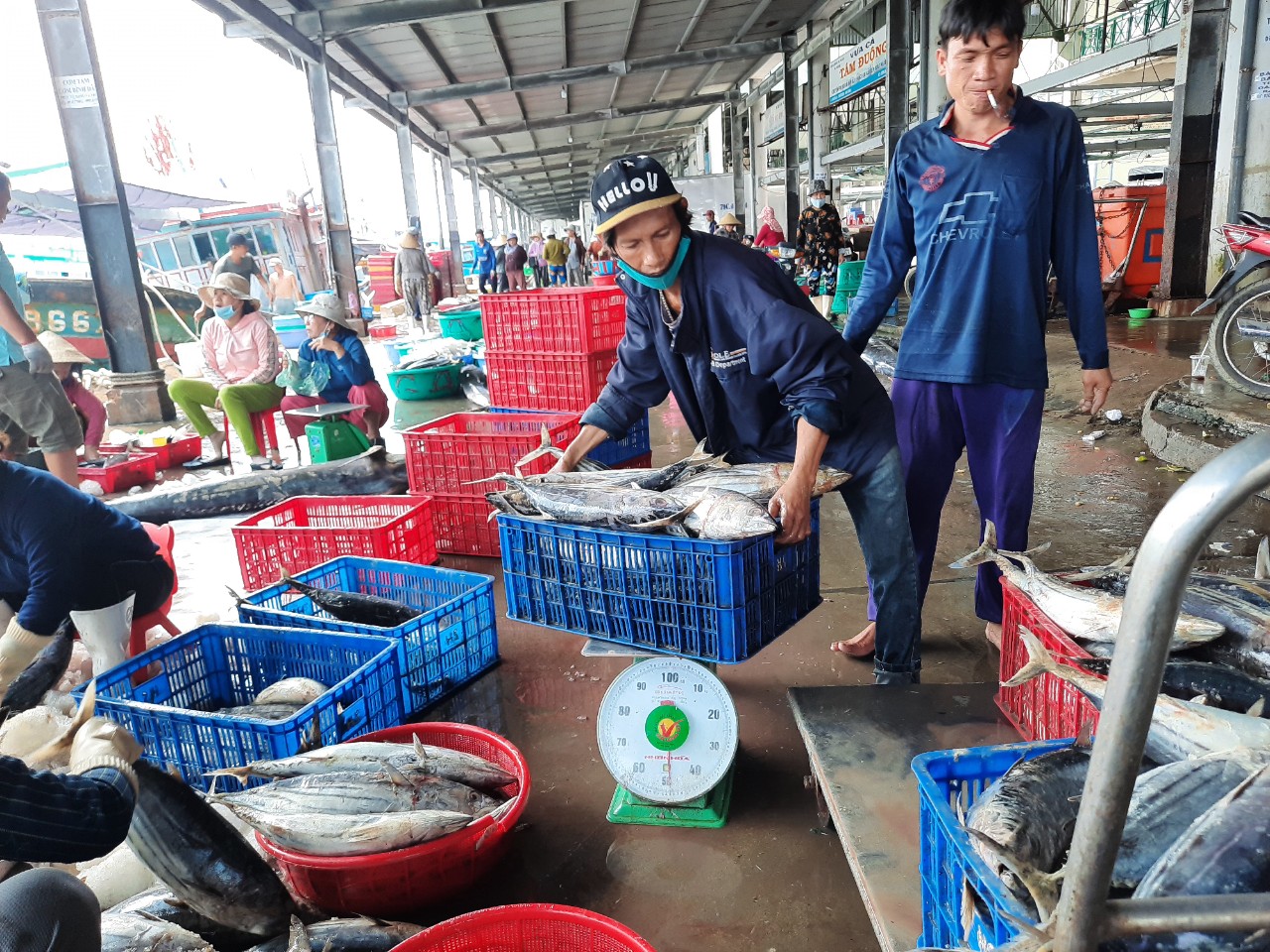 Hình ảnh minh họa bài viết: CẦN SỚM ĐIỀU CHỈNH QUY ĐỊNH ĐÁNH BẮT CÁ NGỪ VẰN CÓ CHIỀU DÀI 500MM
