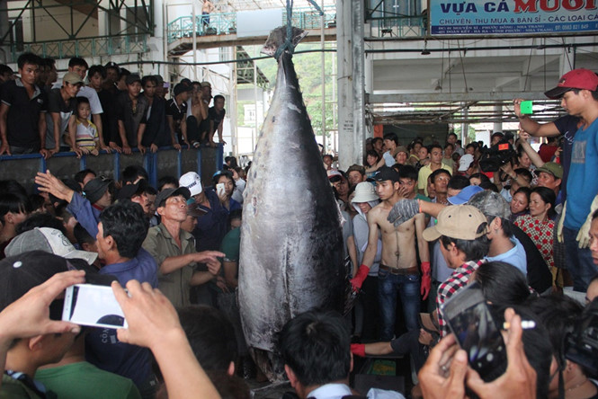 Hình ảnh minh họa bài viết: Lần đầu tiên một tàu cá của ngư dân ở Khánh Hòa đánh bắt được một con cá ngừ vây xanh cực hiếm, nặng hơn 3 tạ.