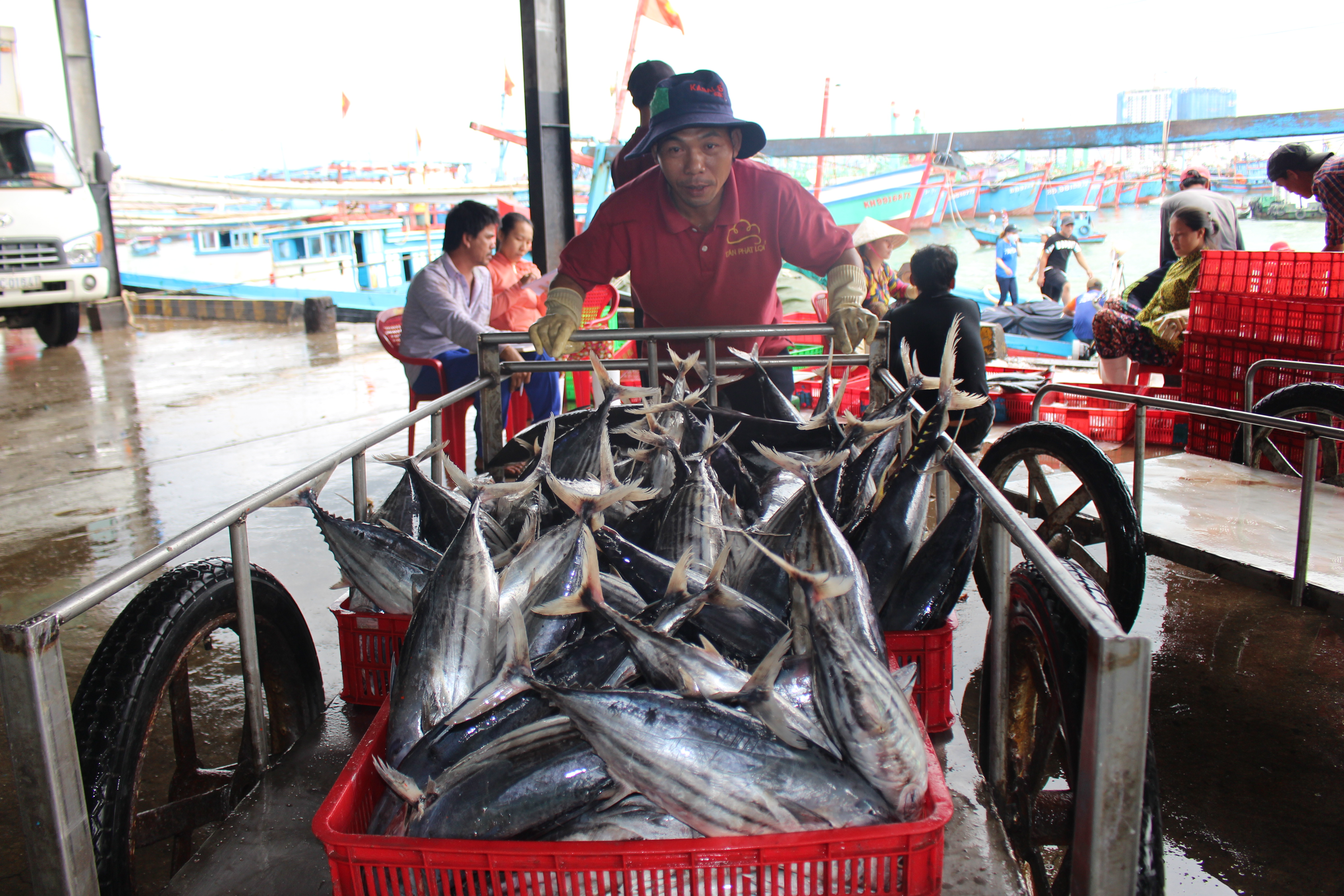 COMPLIANCE WITH IUU REGULATIONS IN IMPORTED WILD-CAPTURED SEAFOOD – NOTICE FROM VIETNAM TUNA ASSOCIATION