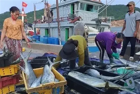 BỀN VỮNG TRONG NGHỀ KHAI THÁC CÁ NGỪ